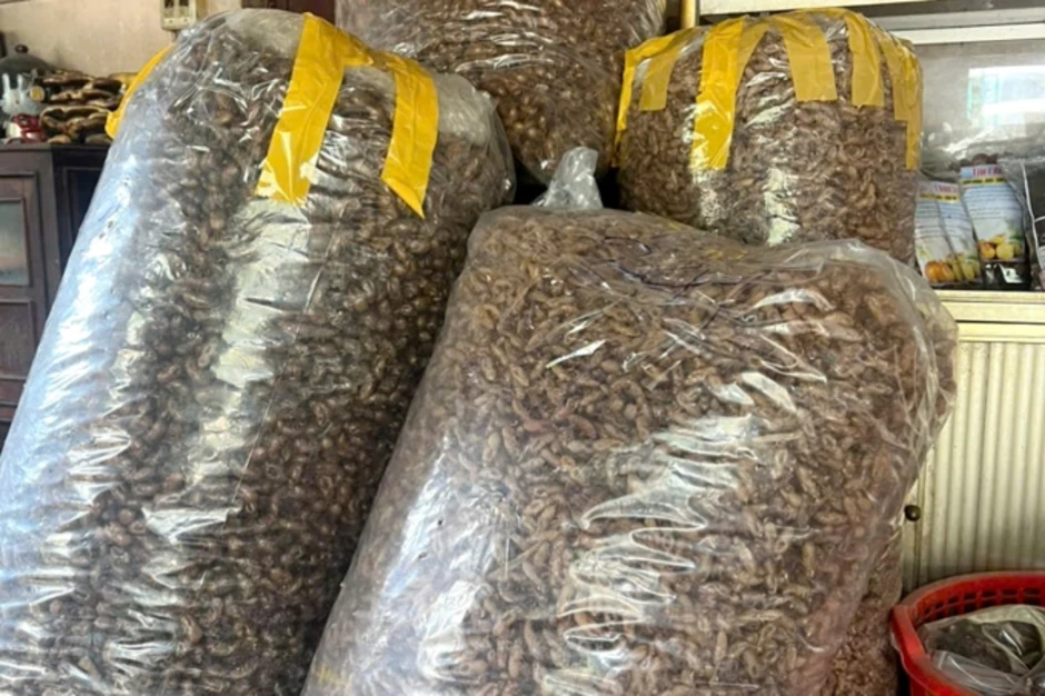 Đổ xô nhặt xác ve sầu bán tiền triệu