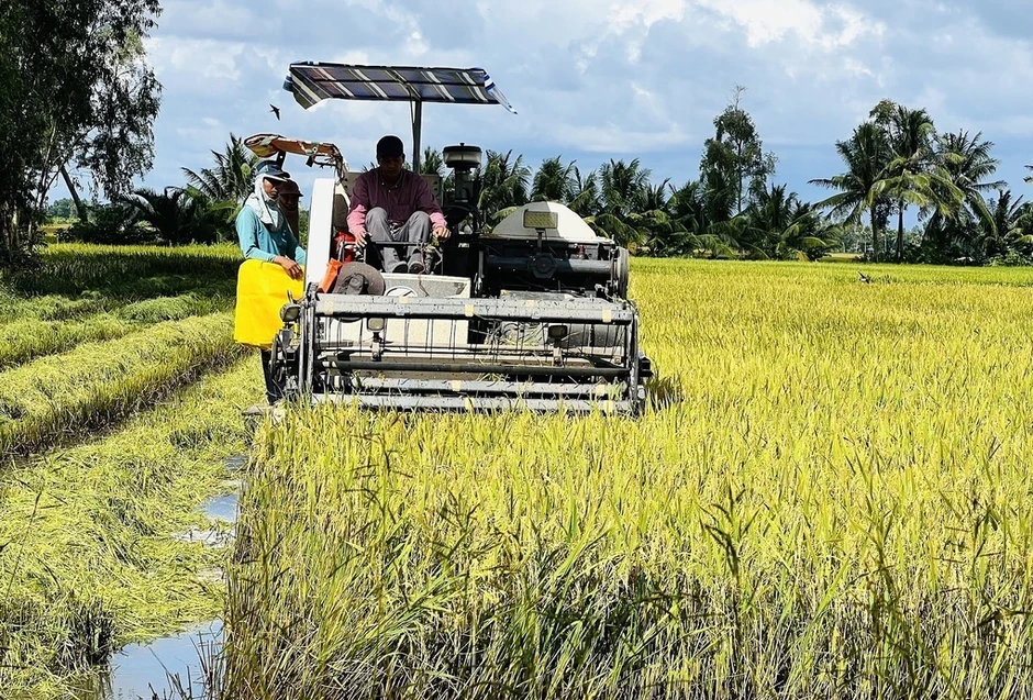 Doanh nghiệp còn nợ nông dân Cà Mau hơn 11 tỷ đồng tiền lúa Doanh nghiệp còn nợ nông dân Cà Mau hơn 11 tỷ đồng tiền lúa