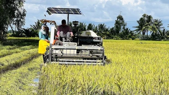 Doanh nghiệp còn nợ nông dân Cà Mau hơn 11 tỷ đồng tiền lúa
