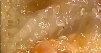 Dòi bò lúc nhúc trong hộp xôi mua tại tiệm bánh mì ở Quảng Trị