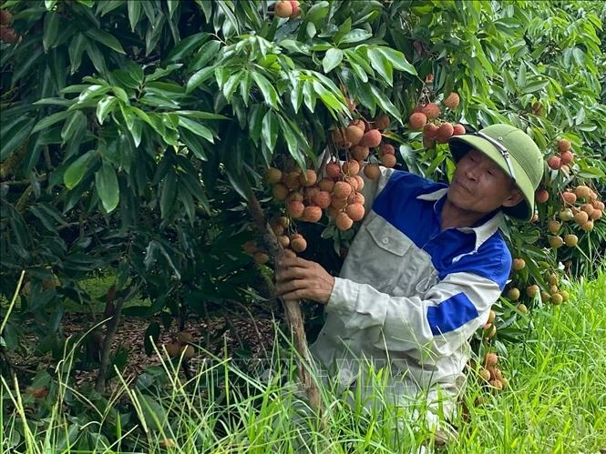 Đơn giản hóa thủ tục hành chính về mã số vùng trồng, mã số cơ sở đóng gói Đơn giản hóa thủ tục hành chính về mã số vùng trồng, mã số cơ sở đóng gói