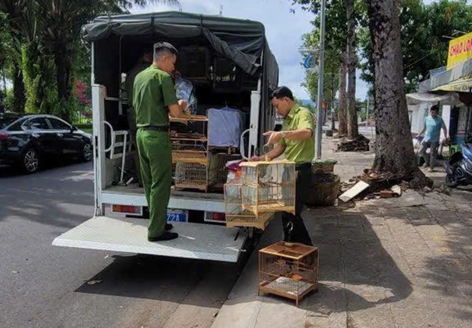 Đơn vị kiểm lâm lên tiếng vụ tạm giữ 35 con chim chào mào ở TPHCM Đơn vị kiểm lâm lên tiếng vụ tạm giữ 35 con chim chào mào ở TPHCM