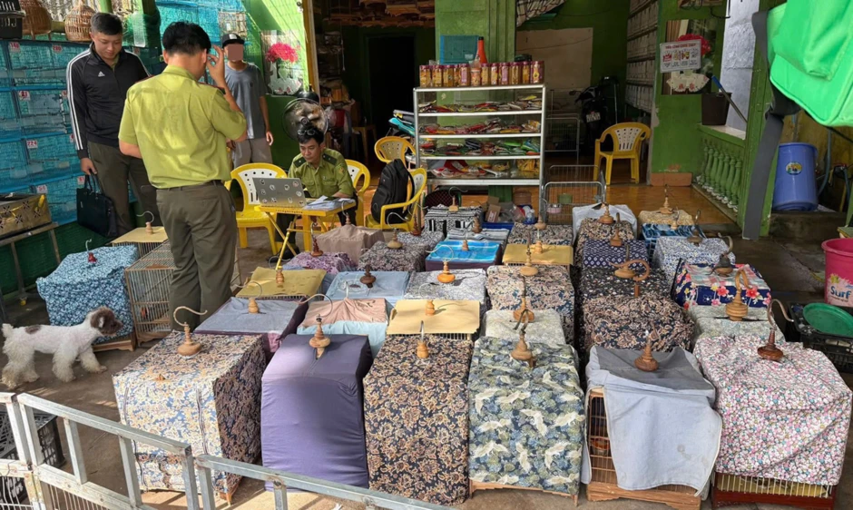 Đơn vị kiểm lâm lên tiếng vụ tạm giữ 35 con chim chào mào ở TPHCM Đơn vị kiểm lâm lên tiếng vụ tạm giữ 35 con chim chào mào ở TPHCM
