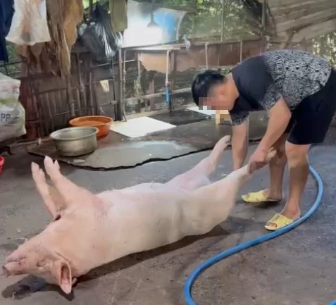Đột kích 2 lò giết mổ heo 'chui' trong hẻm sâu ở TP.HCM Đột kích 2 lò giết mổ heo 'chui' trong hẻm sâu ở TP.HCM