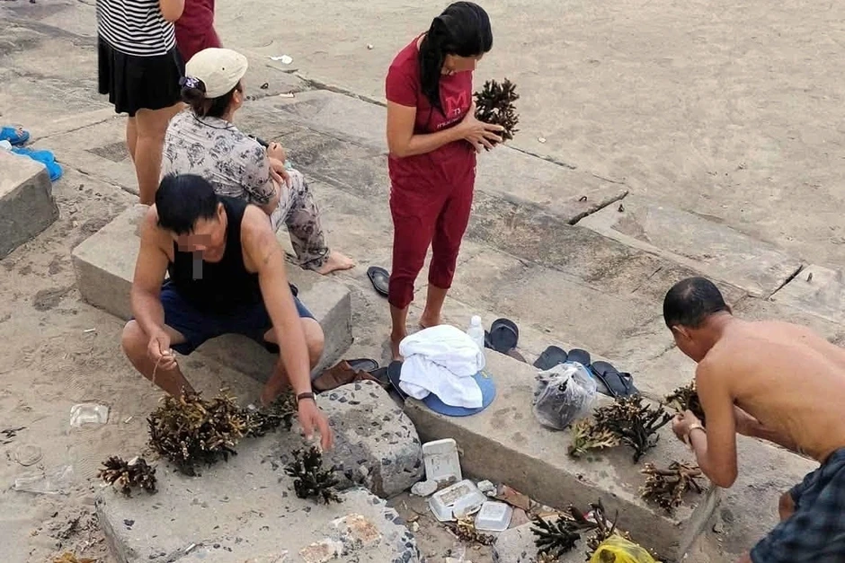 Du khách đi tắm biển bẻ san hô mang về làm kỷ niệm Du khách đi tắm biển bẻ san hô mang về làm kỷ niệm