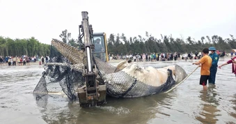 Đưa cá voi dài 10m vào bờ biển chôn cất