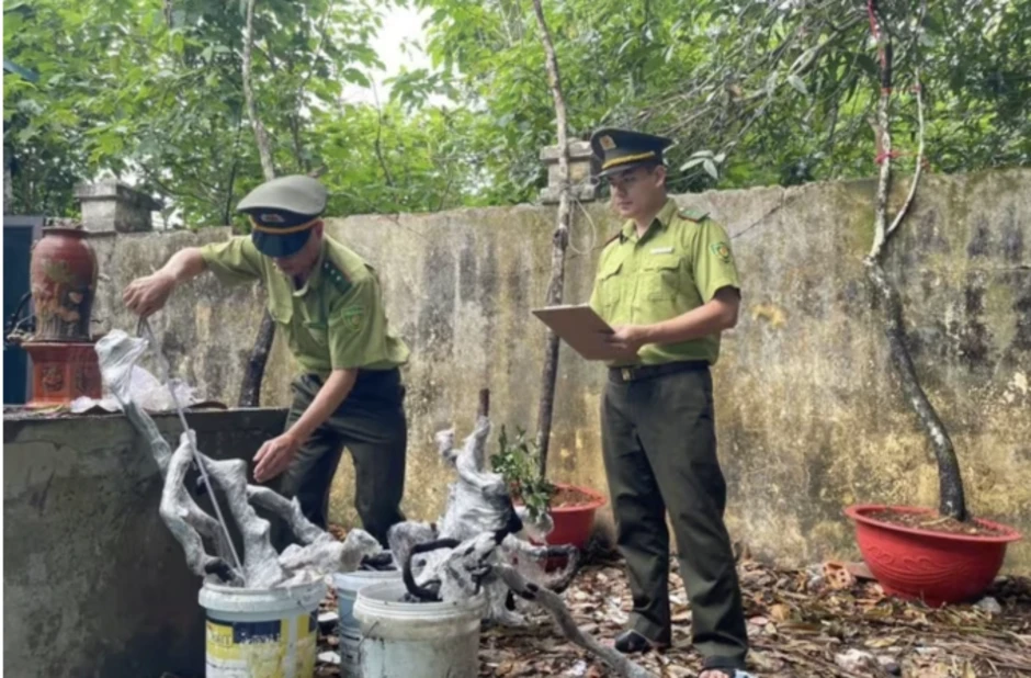 Đưa 'nữ hoàng' muội hồng trở lại rừng