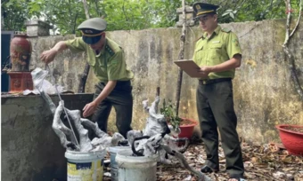 Đưa 'nữ hoàng' muội hồng trở lại rừng