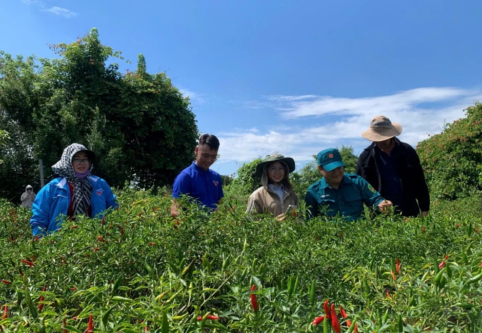 Đưa ớt vùng biên ra thế giới, thanh niên dân tộc Thái thu tiền tỷ Đưa ớt vùng biên ra thế giới, thanh niên dân tộc Thái thu tiền tỷ
