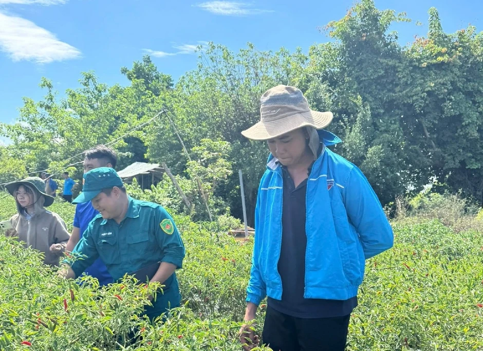 Đưa ớt vùng biên ra thế giới, thanh niên dân tộc Thái thu tiền tỷ Đưa ớt vùng biên ra thế giới, thanh niên dân tộc Thái thu tiền tỷ