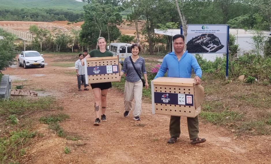 Gà lôi lam mào trắng trở về quê hương Quảng Trị Gà lôi lam mào trắng trở về quê hương Quảng Trị