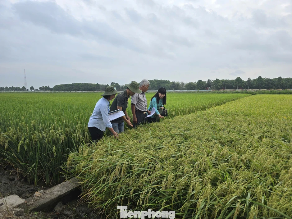 Gạo phát thải thấp: Tuyệt đối tránh 'con sâu làm rầu nồi canh' Gạo phát thải thấp: Tuyệt đối tránh 'con sâu làm rầu nồi canh'