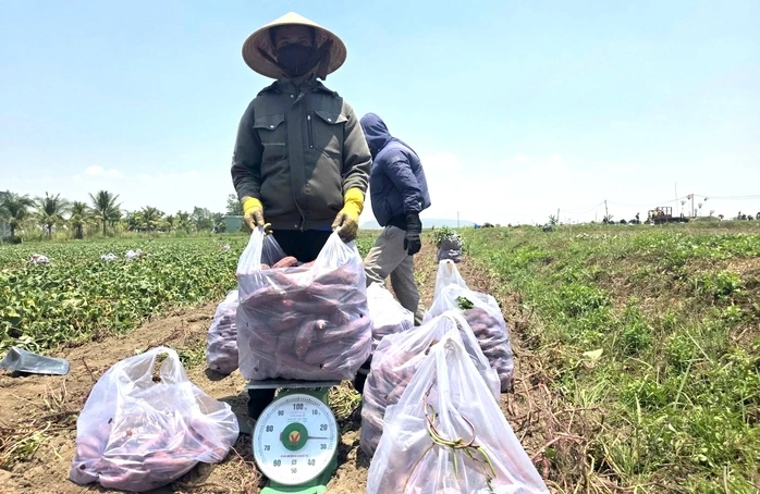 Giá khoai lang lao dốc, còn 5.000 đồng/kg, nông dân thua lỗ nặng Giá khoai lang lao dốc, còn 5.000 đồng/kg, nông dân thua lỗ nặng