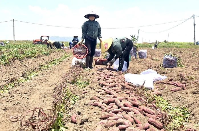 Giá khoai lang lao dốc, còn 5.000 đồng/kg, nông dân thua lỗ nặng Giá khoai lang lao dốc, còn 5.000 đồng/kg, nông dân thua lỗ nặng