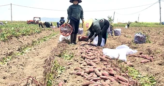 Giá khoai lang lao dốc, còn 5.000 đồng/kg, nông dân thua lỗ nặng