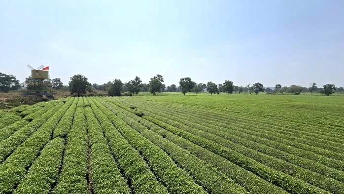 Gia Lai: Giữ 62 ha chè tạo cảnh quan Biển Hồ