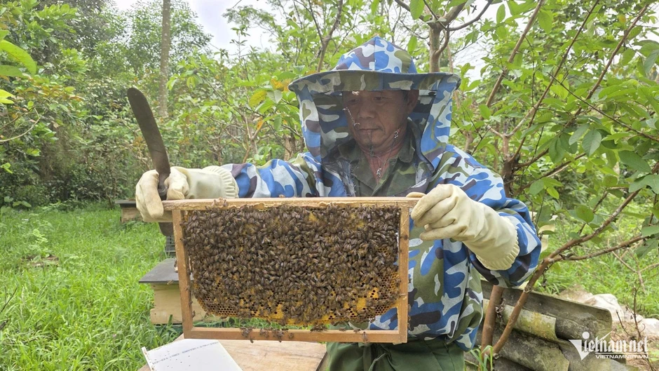 Giá mật ong giảm hơn một nửa sau 10 năm, người dân vùng cao Quảng Trị lao đao Giá mật ong giảm hơn một nửa sau 10 năm, người dân vùng cao Quảng Trị lao đao