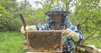 Giá mật ong giảm hơn một nửa sau 10 năm, người dân vùng cao Quảng Trị lao đao