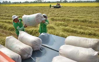 Giảm áp lực chi phí, giữ nhịp thị trường lúa gạo