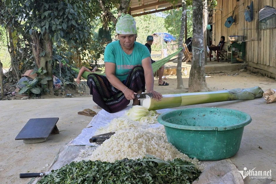 Giữ 'kho báu' nguồn gen quý, người Bru Vân Kiều nuôi lợn mini thoát nghèo Giữ 'kho báu' nguồn gen quý, người Bru Vân Kiều nuôi lợn mini thoát nghèo