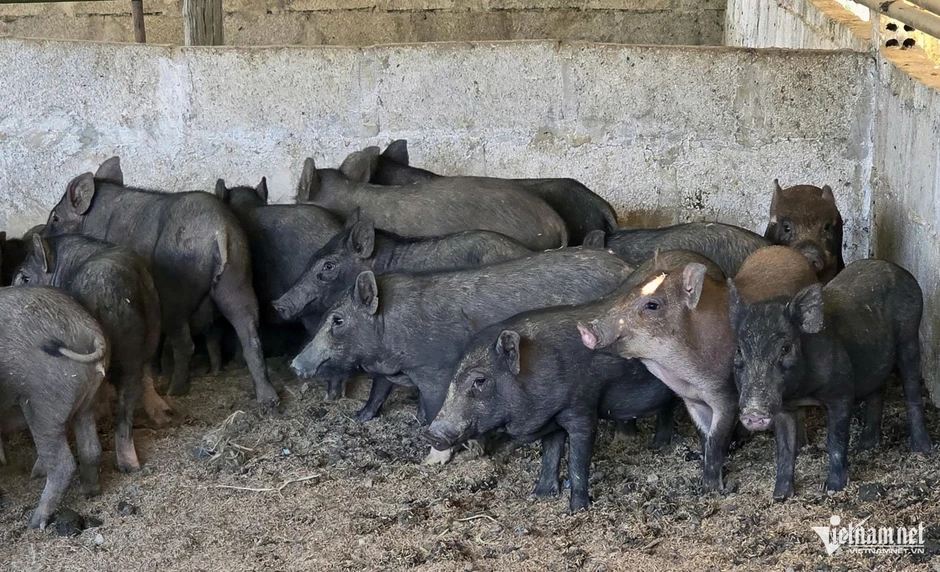 Giữ 'kho báu' nguồn gen quý, người Bru Vân Kiều nuôi lợn mini thoát nghèo Giữ 'kho báu' nguồn gen quý, người Bru Vân Kiều nuôi lợn mini thoát nghèo