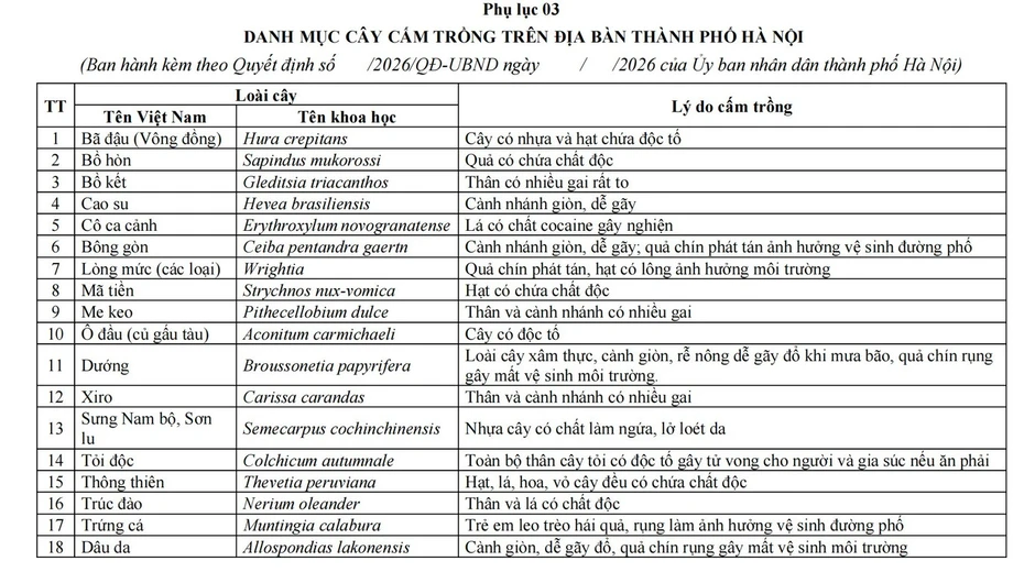 Hà Nội ban hành danh mục quản lý cây xanh: Không còn cây hoa sữa Hà Nội ban hành danh mục quản lý cây xanh: Không còn cây hoa sữa