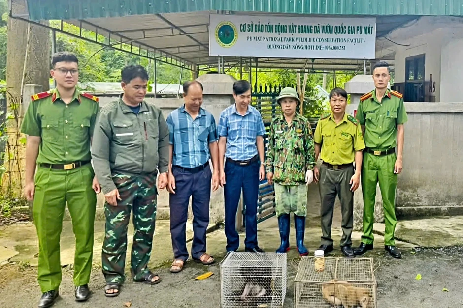 Hai cá thể khỉ quý được người dân giao nộp Hai cá thể khỉ quý được người dân giao nộp