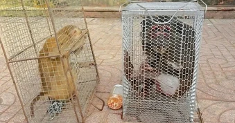 Hai cá thể khỉ quý được người dân giao nộp