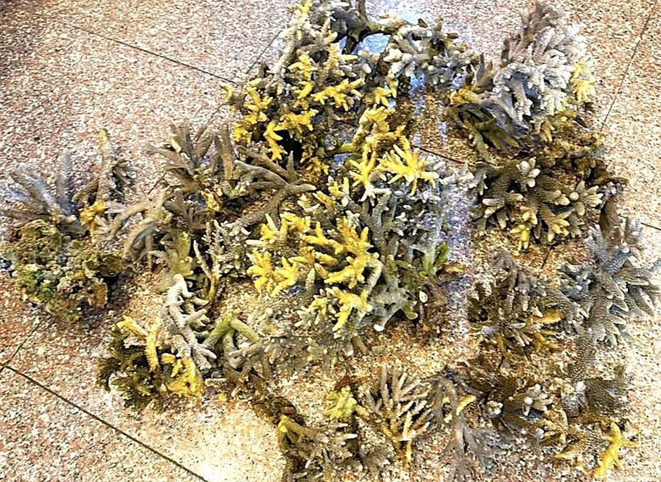 Hai du khách bẻ hơn 10 kg san hô ở biển Nha Trang Hai du khách bẻ hơn 10 kg san hô ở biển Nha Trang
