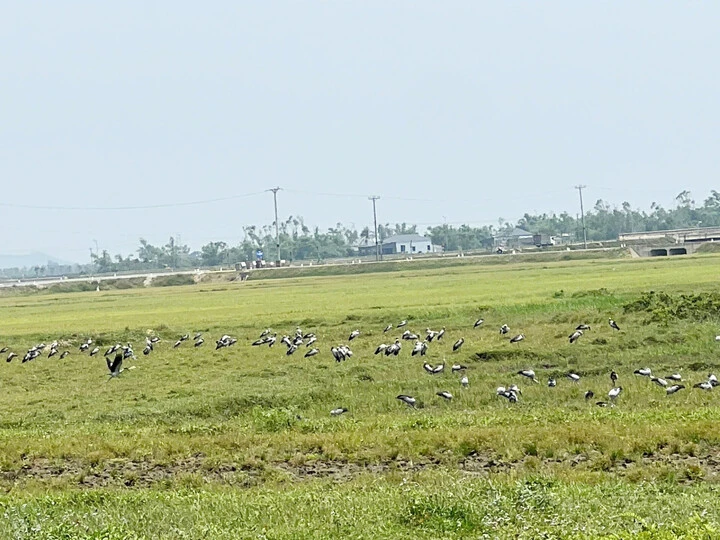 Hàng nghìn con cò nhạn quý hiếm sà xuống cánh đồng ở Hà Tĩnh Hàng nghìn con cò nhạn quý hiếm sà xuống cánh đồng ở Hà Tĩnh