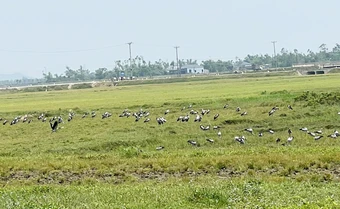 Hàng nghìn con cò nhạn quý hiếm sà xuống cánh đồng ở Hà Tĩnh