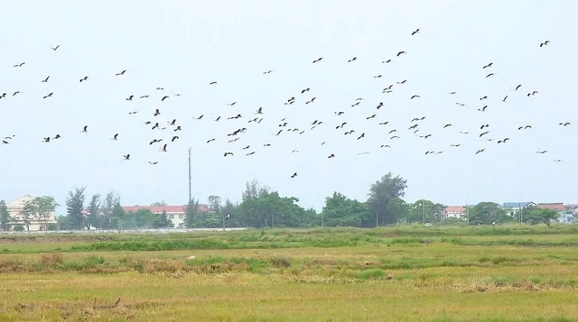 Hàng trăm cò nhạn quý hiếm bất ngờ phủ kín cánh đồng ở Quảng Trị Hàng trăm cò nhạn quý hiếm bất ngờ phủ kín cánh đồng ở Quảng Trị