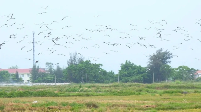 Hàng trăm cò nhạn quý hiếm bất ngờ phủ kín cánh đồng ở Quảng Trị Hàng trăm cò nhạn quý hiếm bất ngờ phủ kín cánh đồng ở Quảng Trị