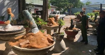 Hạt kiểm lâm Côn Đảo trả lại 21 gốc mai