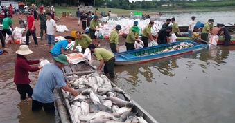 Hình ảnh hơn 200 tấn cá chết ở hồ Trị An