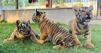 Hổ Bengal sinh 3 con tại vườn thú ở Quy Nhơn