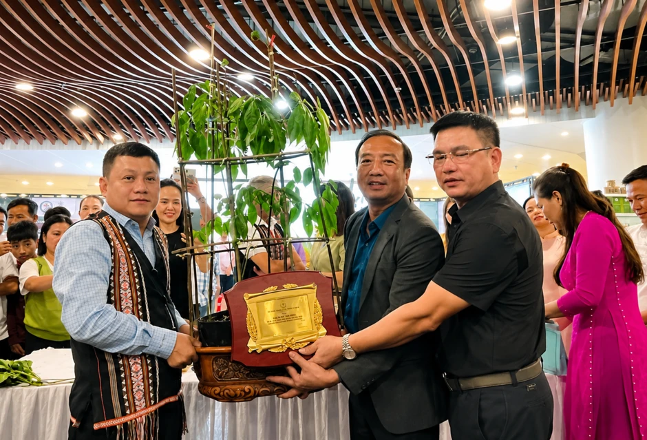 'Hoa hậu' sâm Ngọc Linh bán đấu giá hơn 700 triệu đồng