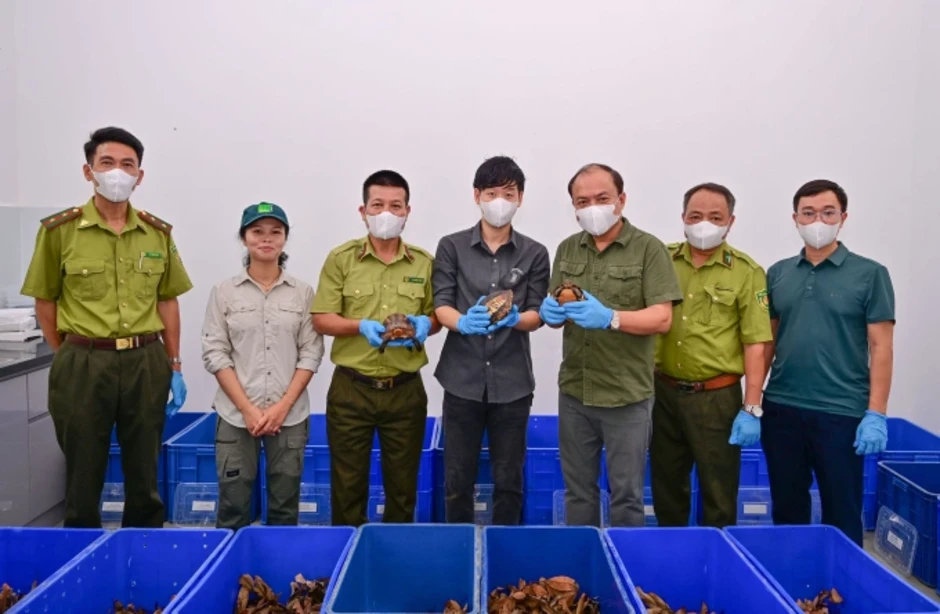 Hồi hương 28 con rùa quý bị đưa trái phép sang Hàn Quốc Hồi hương 28 con rùa quý bị đưa trái phép sang Hàn Quốc