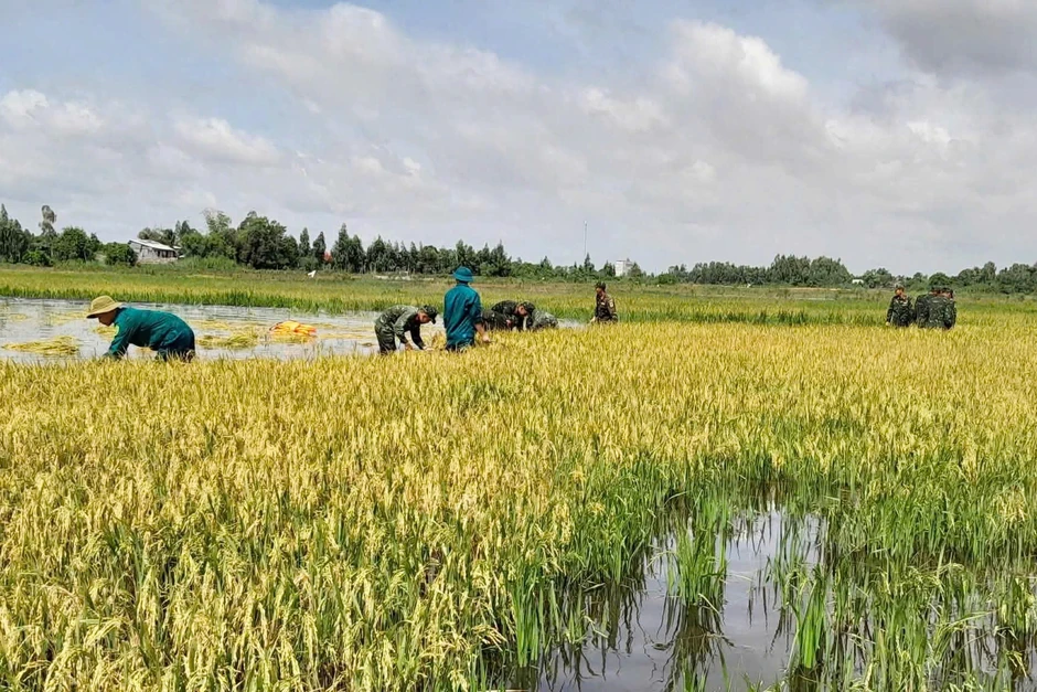 Hơn 100 cán bộ, chiến sĩ giúp người dân thu hoạch lúa “chạy lũ” ở Tây Ninh Hơn 100 cán bộ, chiến sĩ giúp người dân thu hoạch lúa “chạy lũ” ở Tây Ninh