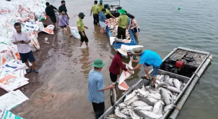 Hơn 100 tấn cá chết trên hồ Trị An tại Đồng Nai Hơn 100 tấn cá chết trên hồ Trị An tại Đồng Nai