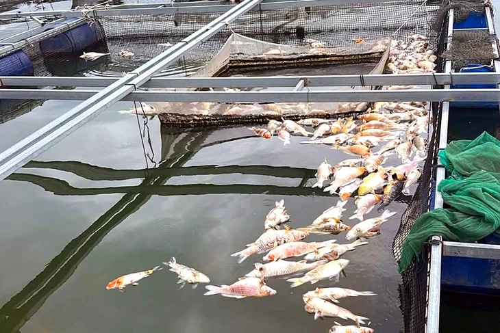 Hơn 150 tấn cá nuôi lồng bè ở hồ Trị An chết hàng loạt Hơn 150 tấn cá nuôi lồng bè ở hồ Trị An chết hàng loạt