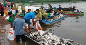 Hơn 150 tấn cá nuôi lồng bè ở hồ Trị An chết hàng loạt