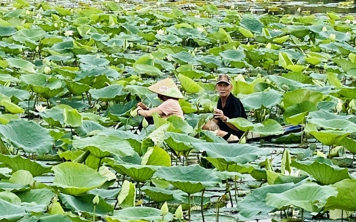 Huế được vinh danh 'Thành phố xuất sắc quốc gia' về hành động khí hậu Huế được vinh danh 'Thành phố xuất sắc quốc gia' về hành động khí hậu