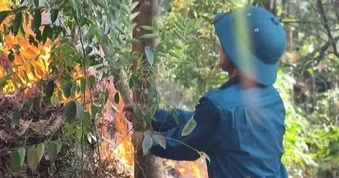 Huy động lực lượng khống chế vụ cháy rừng ở Ninh Bình
