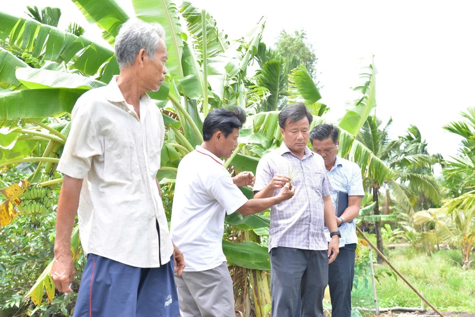 Khẩn cấp tìm nguyên nhân cánh đồng rau màu bỗng dưng cháy lá, chết khô Khẩn cấp tìm nguyên nhân cánh đồng rau màu bỗng dưng cháy lá, chết khô