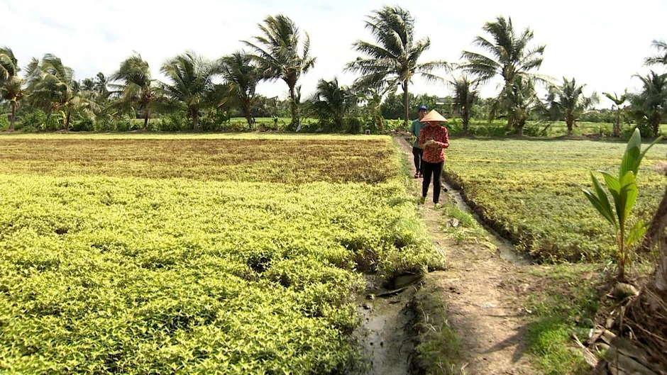 Khẩn cấp tìm nguyên nhân cánh đồng rau màu bỗng dưng cháy lá, chết khô Khẩn cấp tìm nguyên nhân cánh đồng rau màu bỗng dưng cháy lá, chết khô