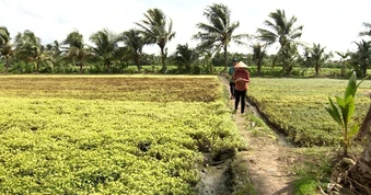 Khẩn cấp tìm nguyên nhân cánh đồng rau màu bỗng dưng cháy lá, chết khô