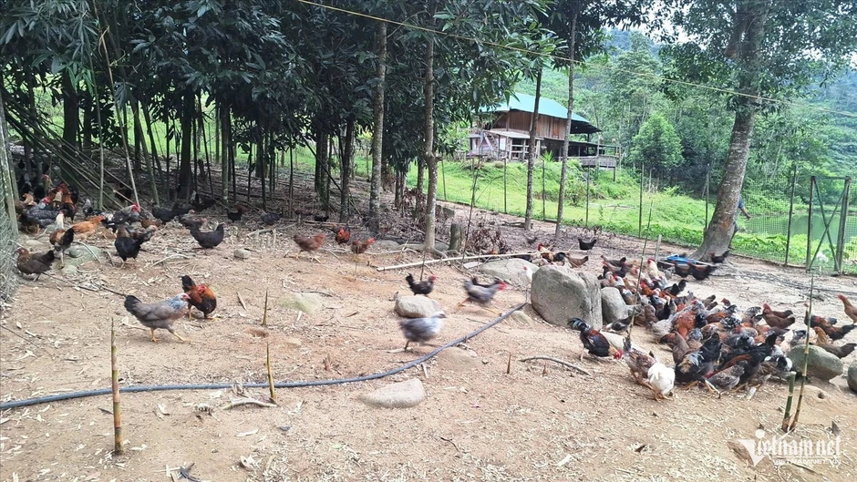 Khi người miền núi bán gà, làm du lịch bằng điện thoại thông minh