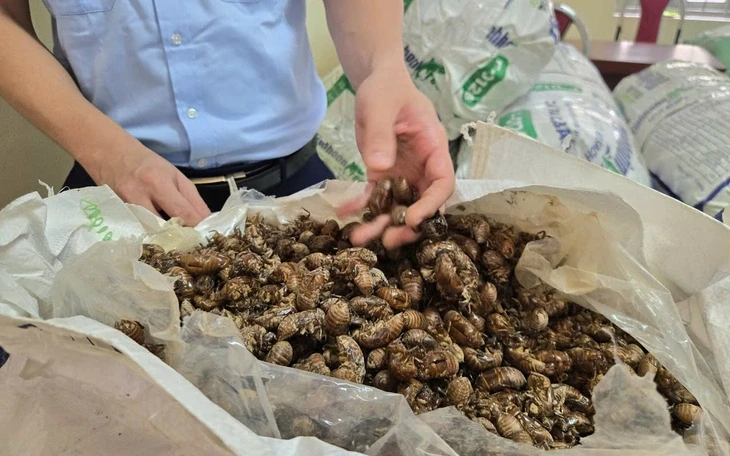 Khoảng trống pháp lý xung quanh vụ mua bán xác ve sầu