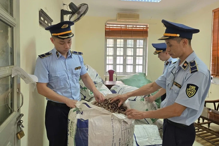 Khoảng trống pháp lý xung quanh vụ mua bán xác ve sầu